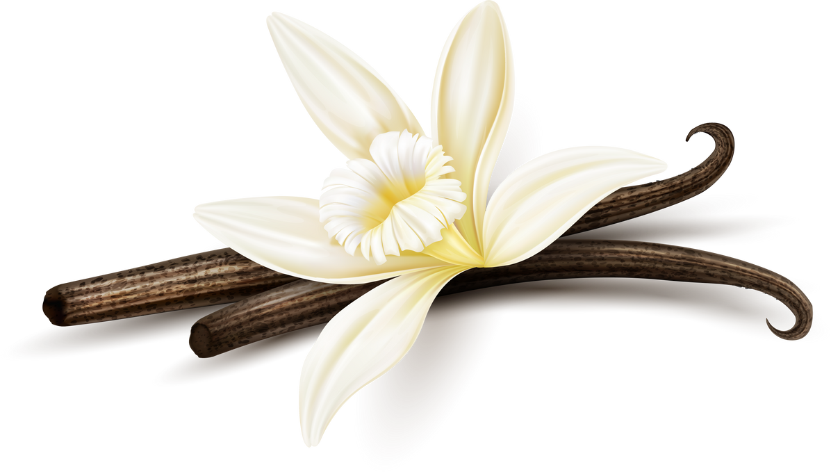 Vanilla Flower and Dried Sticks 